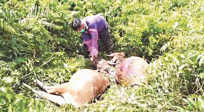 Petugas Kesehatan Hewan Dinas Pertanian Kotawaringin Barat saat memeriksa bangkai sapi di KM 10 Jalan Ahmad Shaleh, Mendawai Seberang, Senin (10/2). (Istimewa)