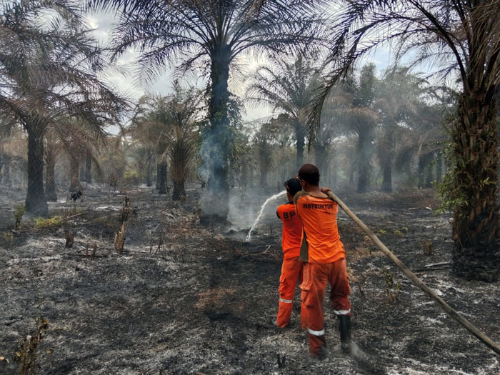 KARHUTLA: Kebakaran lahan gambut di kebun kelapa sawit seluas kurang lebih 1 hektare di Desa Bumi Agung, Kecamatan Bulik, Kabupaten Lamandau, Kamis (13/02/2025) pagi. ISTIMEWA/RADAR SAMPIT