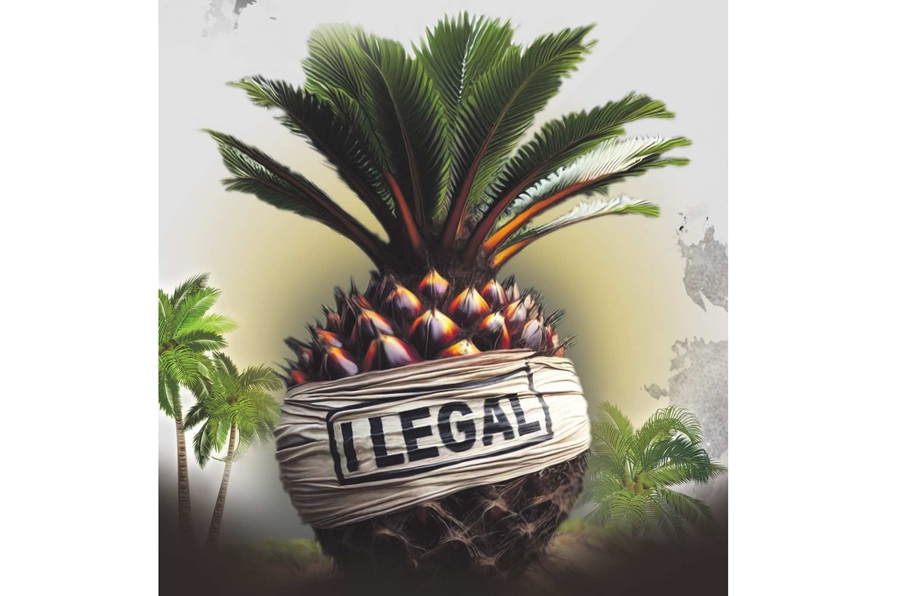 Ilustrasi Sawit Ilegal