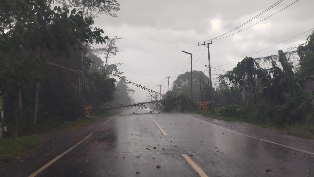 TUMBANG: Pohon tumbang melintang di tengah Jalan Trans Kalimantan, Kuala Kapuas, Kalteng