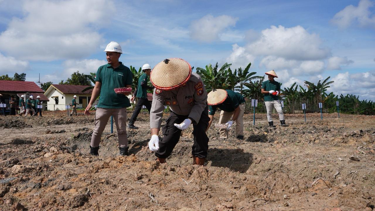 Anak usaha PT Astra Agro Lestari Tbk, PT Gunung Sejahtera Indah Pertiwi (GSIP) dan PT Agro Menara Rachmat (AMR) mengambil langkah nyata dengan menggelar kegiatan Penanaman Jagung Serentak