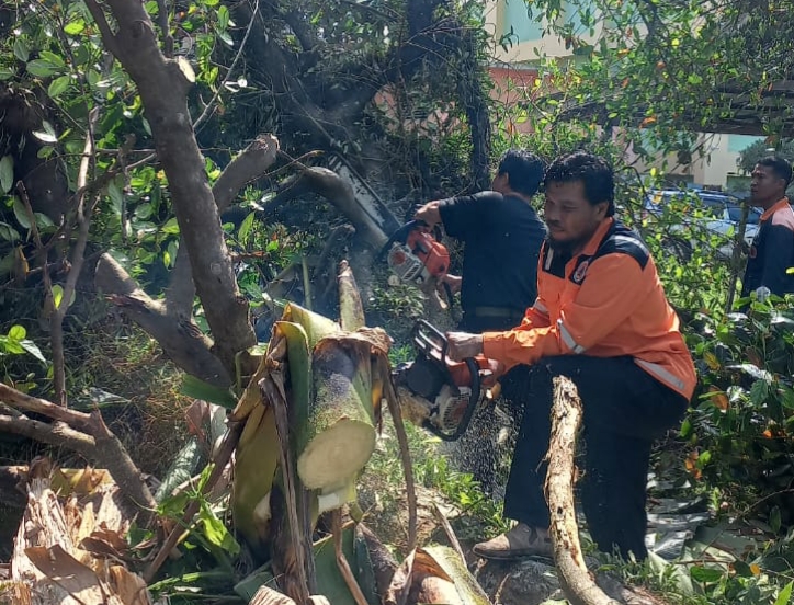 DIPOTONG: TRC BPBD saat evakuasi pohon tumbang di rumah dinas Pengadilan Negeri Pangkalan Bun, Kabupaten Kobar, Kamis (27/3).
