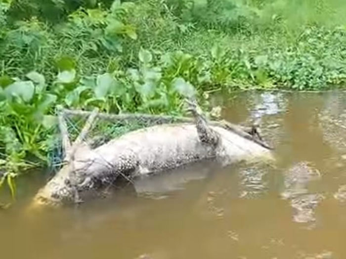 BUAYA TEWAS: Salah satu buaya ditemukan mati terlilit nilon pengilar keramba di simpang 3 Karang Anyar, Arut Selatan, Kobar, belum lama ini. IST/RADAR PANGKALAN BUN