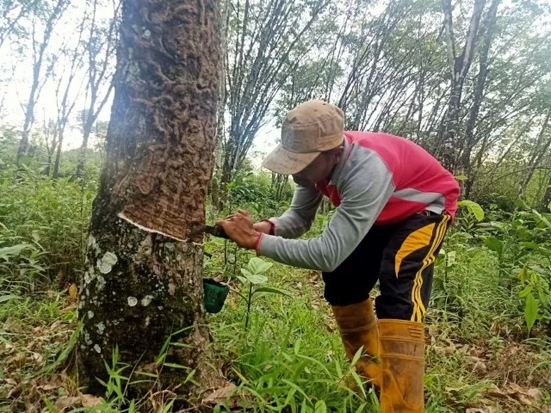 Ilustrasi Petani Karet