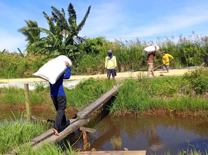GABAH KERING: Aktivitas petani lokal di Desa Lampuyang, saat dilakukan penyerapan gabah kering oleh Bulog KC Kotim, baru-baru tadi.&nbsp;