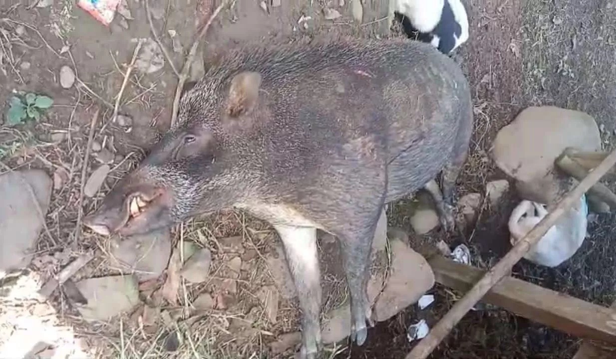 MATI: Babi ini dihabisi warga setelah menyerang pasutri di Dusun Gendir, Desa Klungkung, Kecamatan Sukorambi, Jember (radar jember)