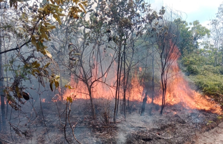 BIANG ASAP: Kebakaran Hutan dan Lahan (Karhutla) terjadi di Desa Kubu, Kecamatan Kumai, Kabupaten Kotawaringin Barat, Sabtu (3/5).