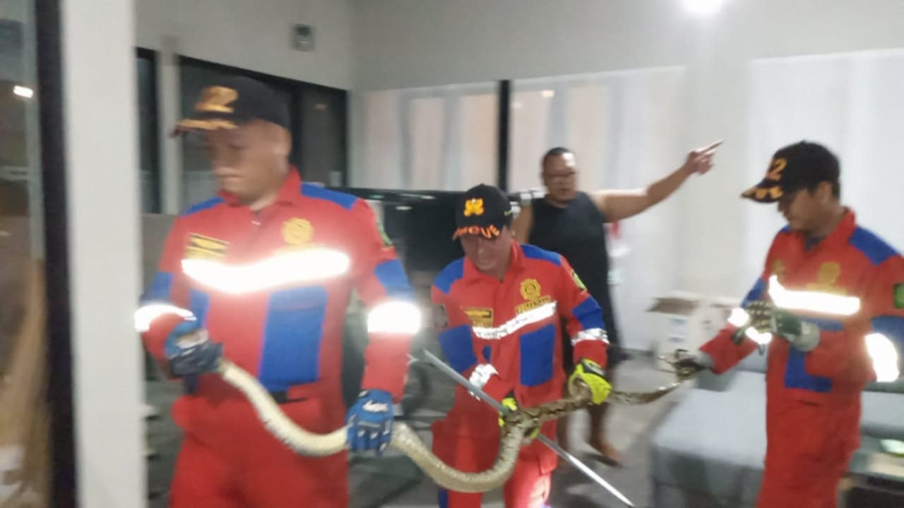 Tim Rescue Damkar kota Palangka Raya saat melakukan penanganan salah satu ular piton saat masuk pemukiman warga.