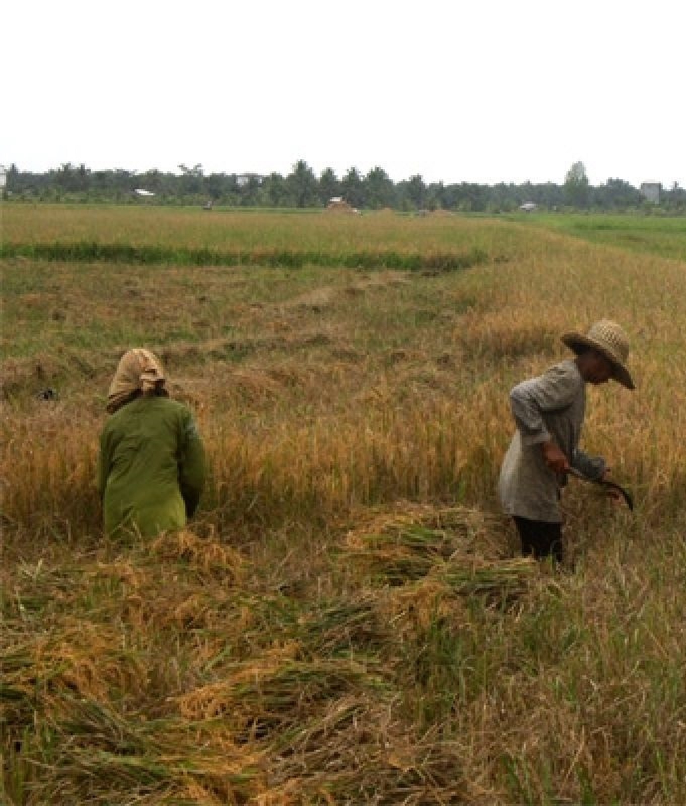 Petani di Seruyan saat memanen tanaman padi, di areal persawahan.