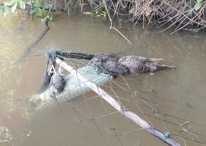 Buaya kembali ditemukan warga dalam keadaan mati di Seluluk, Dasar Lamandau, Kecamatan Arsel, Kabupaten Kotawaringin Barat, Senin (12/5). &nbsp;