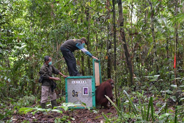 LEPAS LIAR : Lima ekor orangutan kembali dilepasliarkan ke habitat alaminya di kawasan Taman Nasional Bukit Baka Bukit Raya (TNBBBR), Kabupaten Katingan, Kalimantan Tengah. YAYASAN BOS FOR RADAR SAMPI