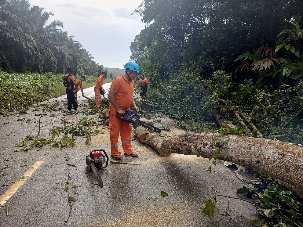 Batang dan dahan sebuah pohon tumbang yang halangi jalan trans Kalimantan di wilayah Lamandau, saat dibersihkan oleh anggota BPBD Kabupaten Lamandau.
