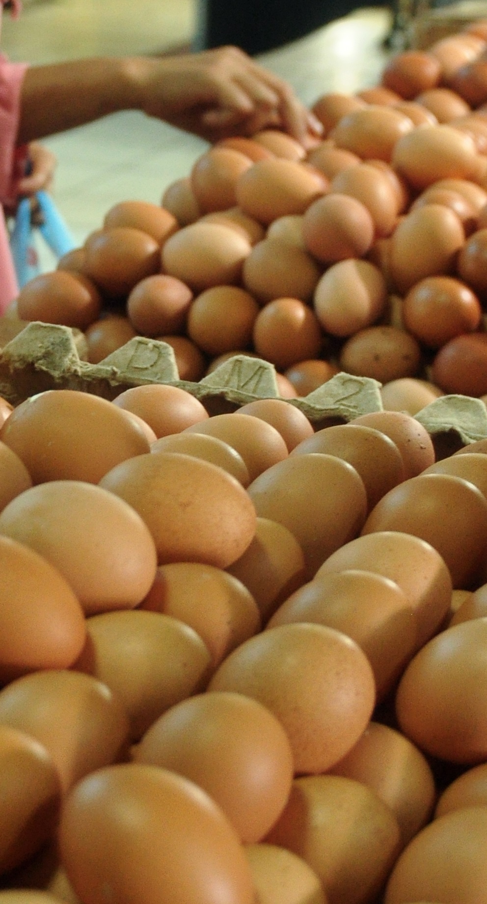 ilustrasi telur dagangan