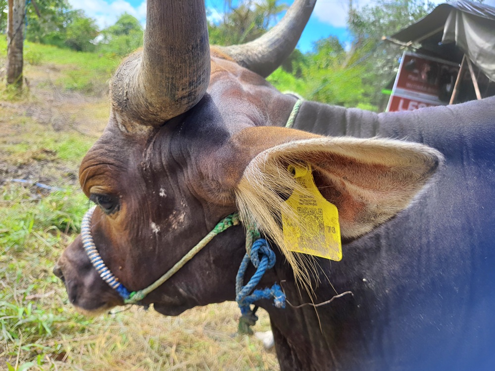 BAKAL DIPERIKSA: Salah satu hewan kurban yang bakal diperiksa menjelang Iduladha.HENY/RADAR SAMPIT