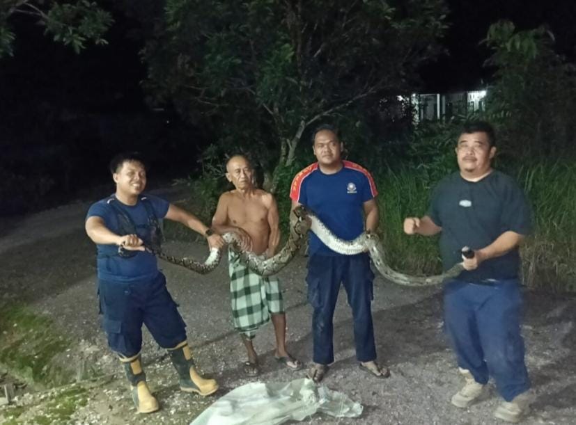 Tim Pemadam Kebakaran Kabupaten Lamandau, saat melakukan evakuasi ular piton, di perumahan warga ( satpoldam untuk radar sampit)