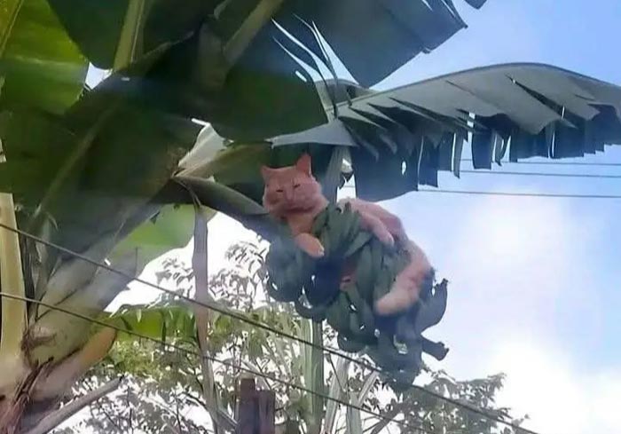 AGRESIF: Salah satu tingkah kucing jantan berwarna oranye.