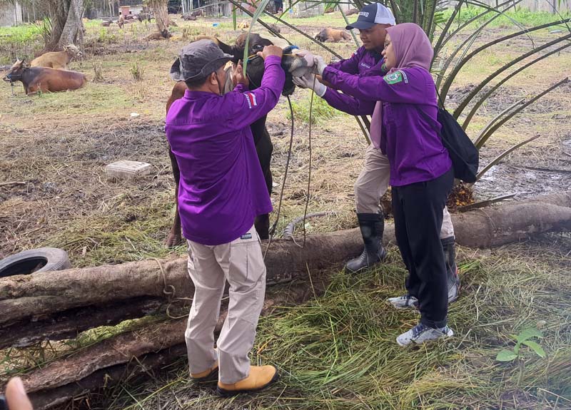 Tenaga kesehatan hewan dari Dinas Pertanian dan Ketahanan Pangan Kotim melakukan pemeriksaan antemortem pada sapi milik salah seorang peternak di tempat penampungan hewan kurban di Jalan HM Arsyad.