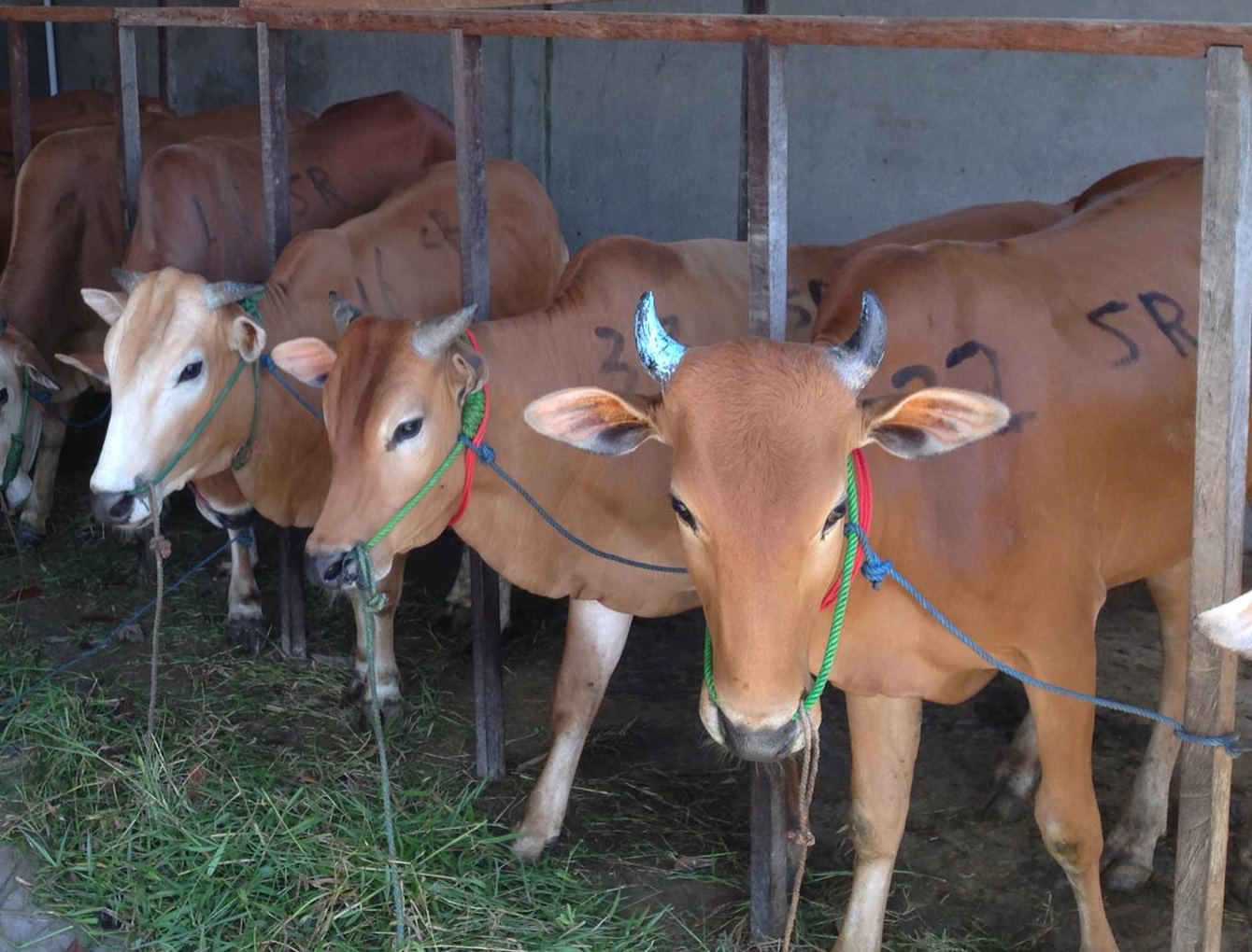 Sapi untuk qurban yang dijual di Sampit
