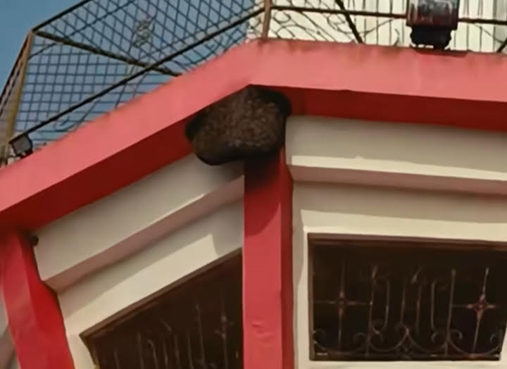 Sarang lebah madu di menara Bundaran Kecubung, setinggi 25 meter, Sabtu (21/6)