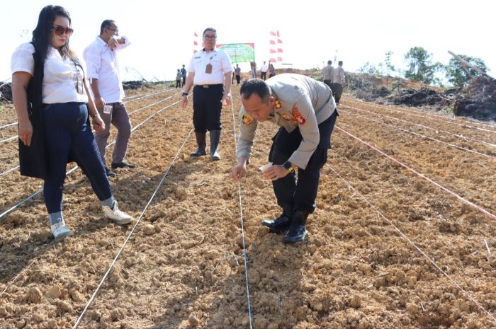 TANAM JAGUNG : Kapolres Gumas AKBP Heru Eko Wibowo didampingi Wakapolres Kompol Indras Purwoko, dan Kepala Dinas Pertanian Aryantoni, melakukan penanaman jagung, Rabu (9/7/2025). FOTO : HUMAS POLRES G