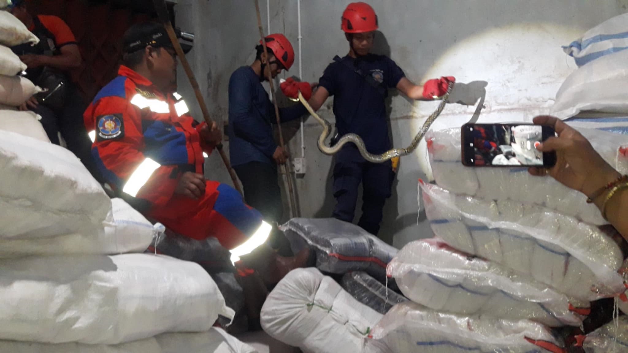Seekor ular piton sepanjang sekitar 2 meter dengan diameter 1,5 inci saat dievakuasi tim Damkar dari gudang Toko Plastik Dinda di Jalan Sumatera, belakang Toko Yulia, Palangka Raya.
