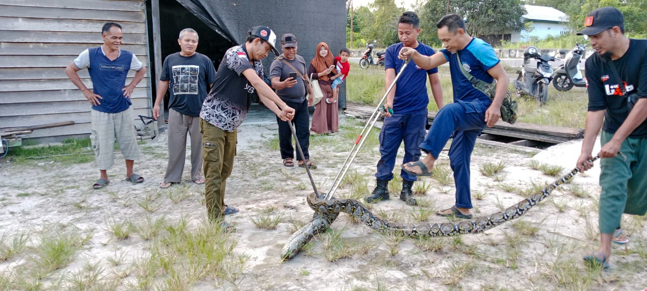 Ular Piton atau Sawa sepanjang 4 meter saat dievakuasi Personel Damkar sektor Hanau dibantu warga.