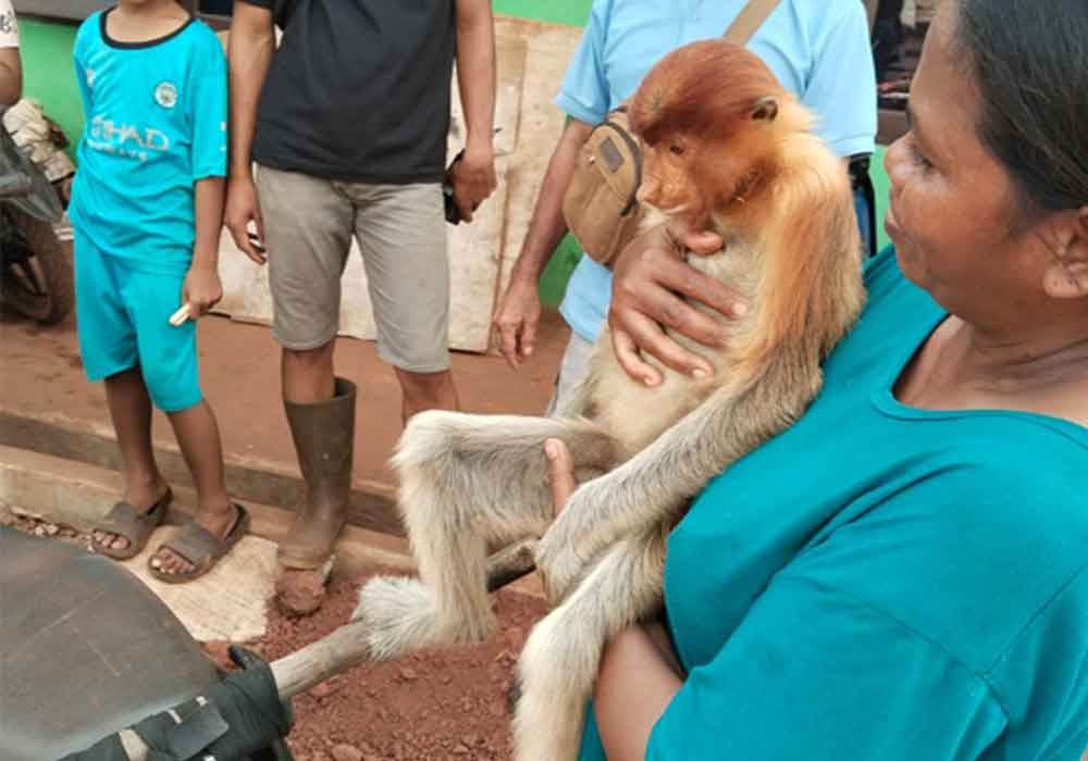 Maria warga yang menyelamatkan bekantan yang ditemukannya luka di jalan. Kini primata itu diserahkan ke BKSDA Resort Sampit.(BKSDA Resort Sampit untuk Radar Sampit)