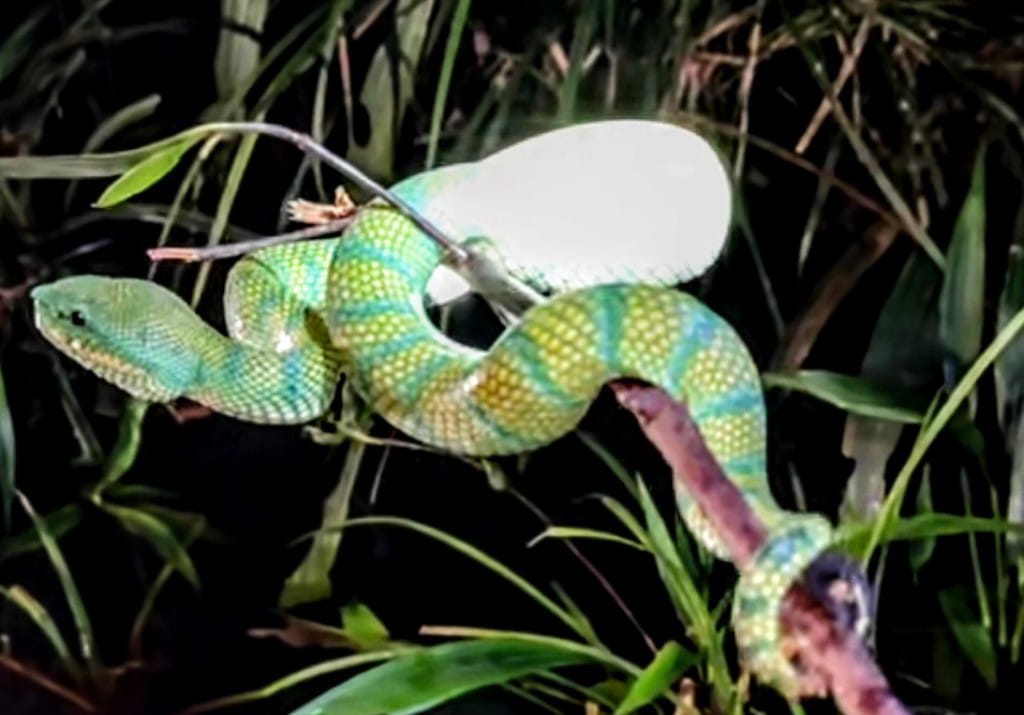 Viper pohon hijau Tropidolaemus subannulatus yang ditemukan Panji Petualang dan Tim Pecinta Satwa Liar di hutan sekitar Sampit. (Dokumentasi Panji Petualang)