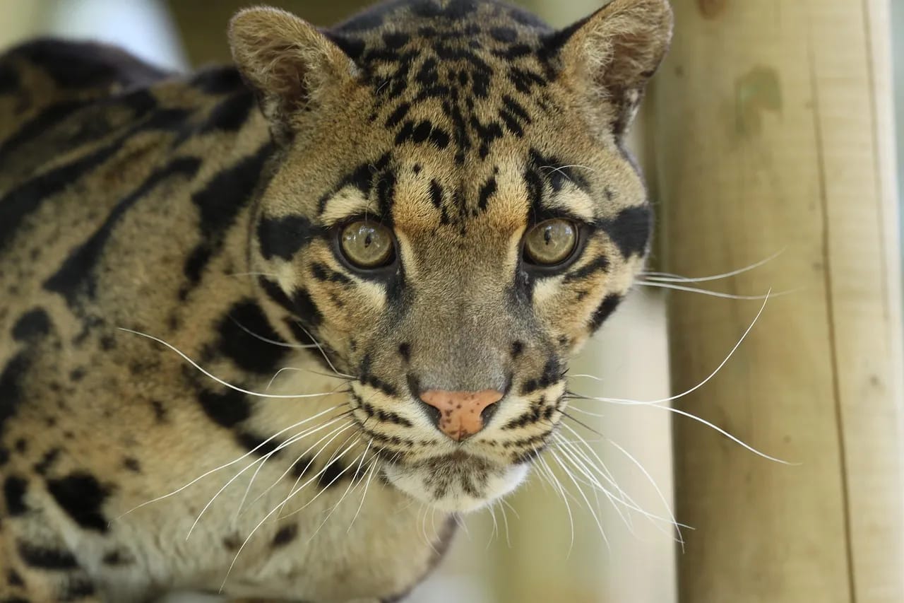 Macan dahan Kalimantan (Neofelis diardi borneensis) (Sumber: Yayasan IAR Indonesia)