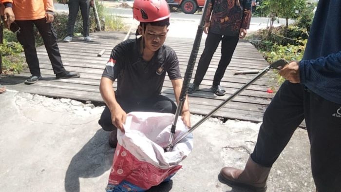 PENANGANAN : Tim Rescue Dinas Pemadam Kebakaran dan Penyelamatan (Damkar) Kota Palangka Raya melakukan penanganan ular cincin emas. FOTO: DODI/RADAR SAMPIT