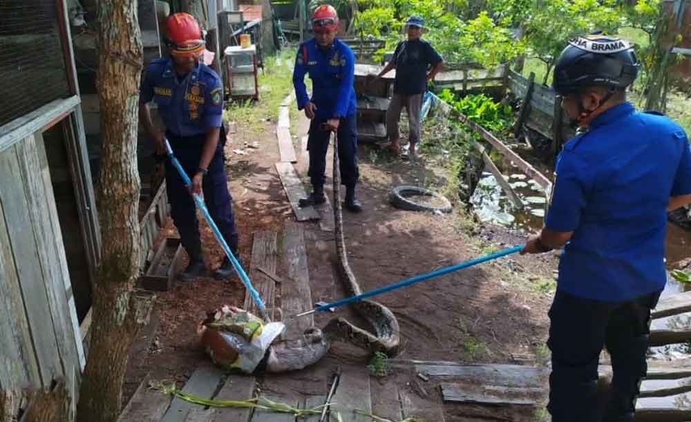 Petugas Disdamkarmat Kotim mengeluarkan ular dari kandang ayam warga di Jalan HM Arsyad Kilometer 4, Jumat (1/8/2025).