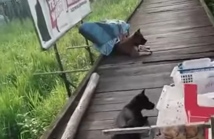 Keberadaan beberapa anjing  yang berkeliaran di jalan di  wilayah RT 04, Kelurahan Raja Seberang, Kecamatan Arut Selatan, yang dikeluhkan warga, Selasa (5/8).
