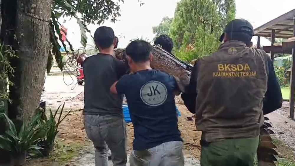 Petugas BKSDA Kalteng bersama anggota komunitas Reptil Pangkalan Bun, mengevakuasi buaya senyulong di Gereja Katolik Parako Raja Semesta di Jalan Nanga Bulik, Kecamatan Bulik, Kabupaten Lamandau.