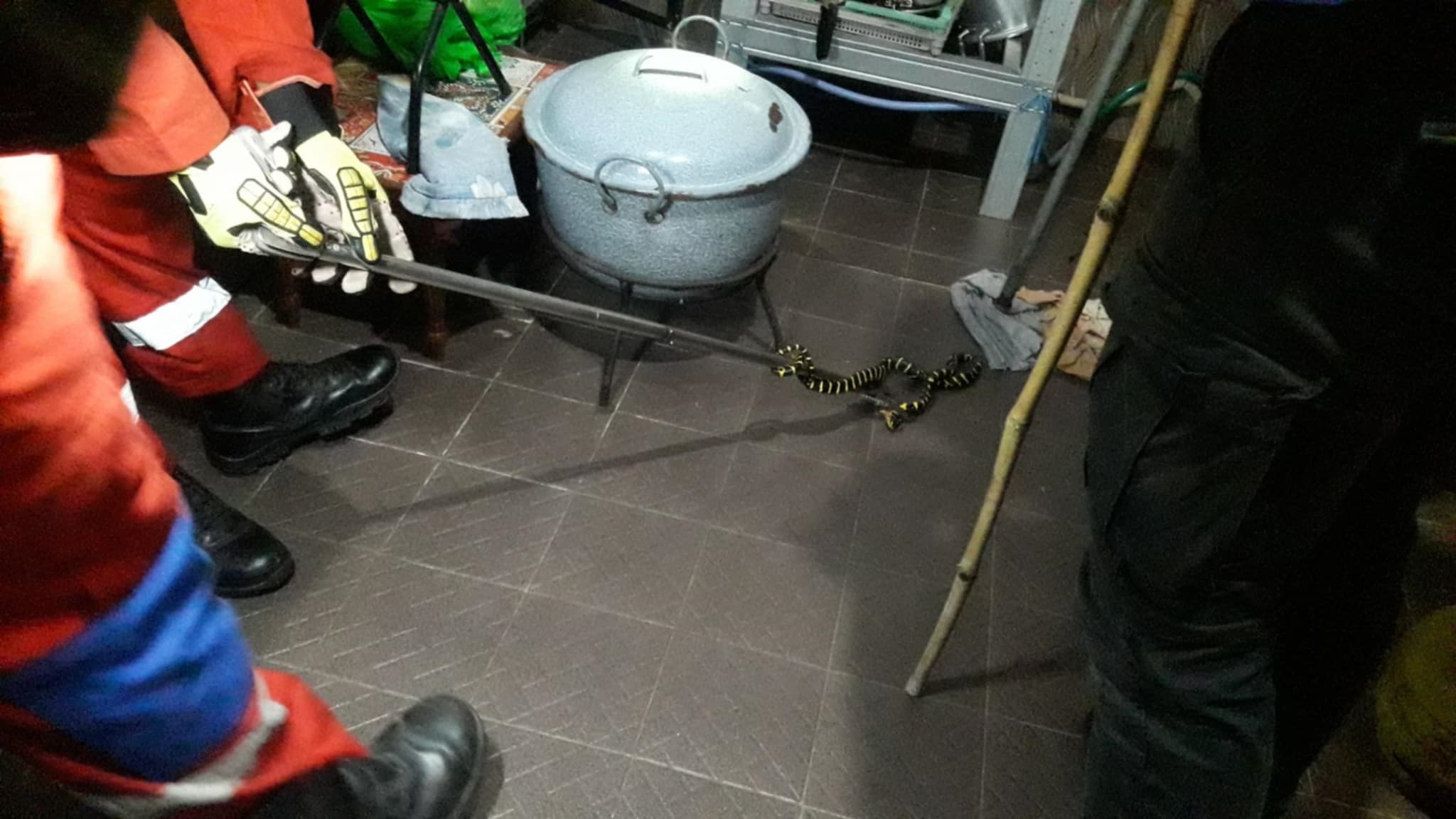Tim Rescue Damkar dan Penyelamatan Kota Palangka Raya saat evakuasi seekor ular Weling di dapur rumah warga, (6/8).