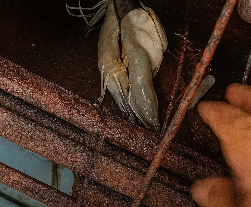 Sejumlah udang galah mati diduga akibat racun di perairan Sungai Mentaya sekitar Desa Simpur, Kecamatan Kota Besi. (Warga untuk Radar Sampit)