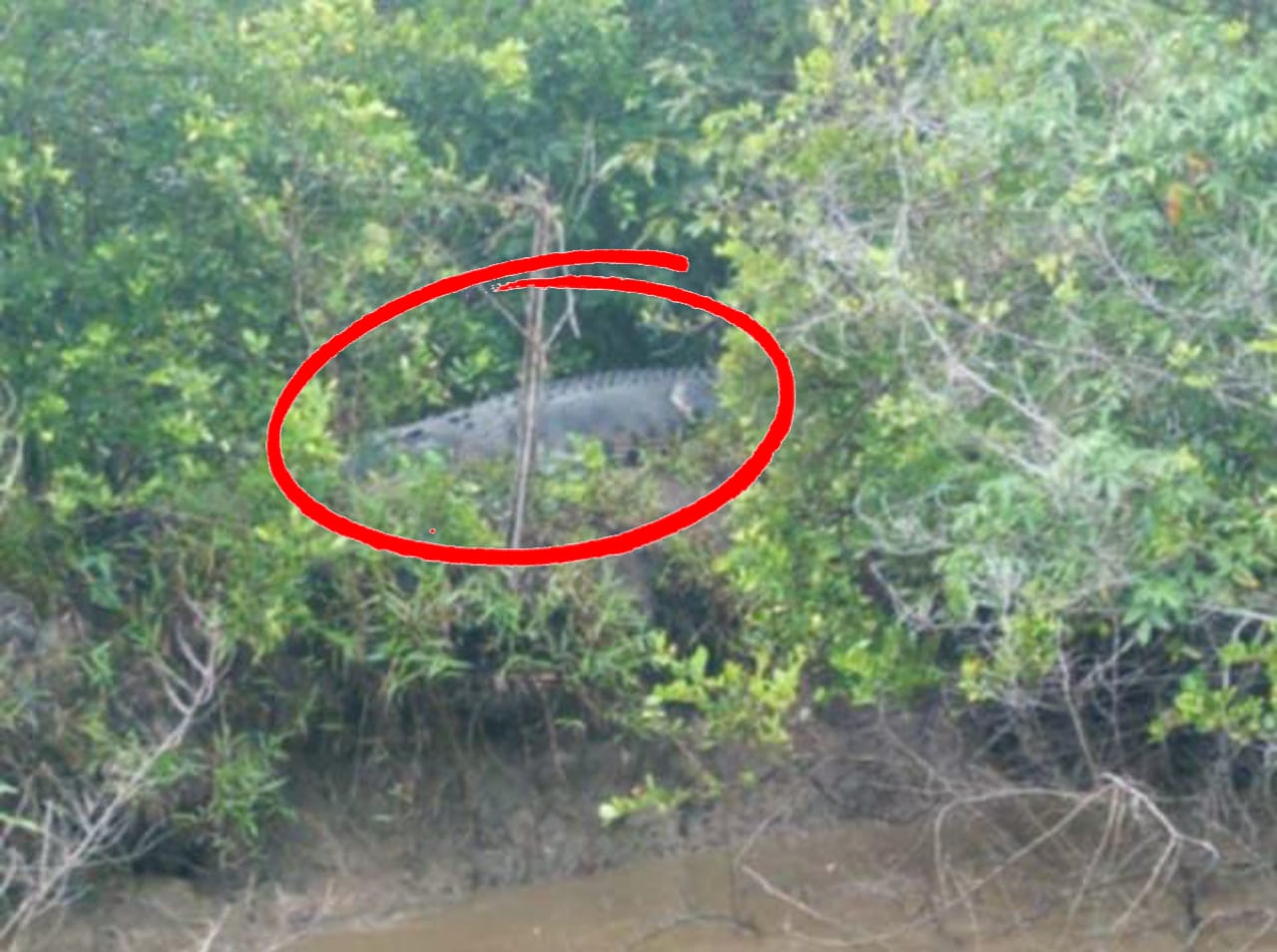 Penampakan buaya raksasa sedang santai di antara semak tepi Sungai Rangkang, Desa Satiruk, Kecamatan Pulau Hanaut, Kabupaten Kotawaringin Timur.