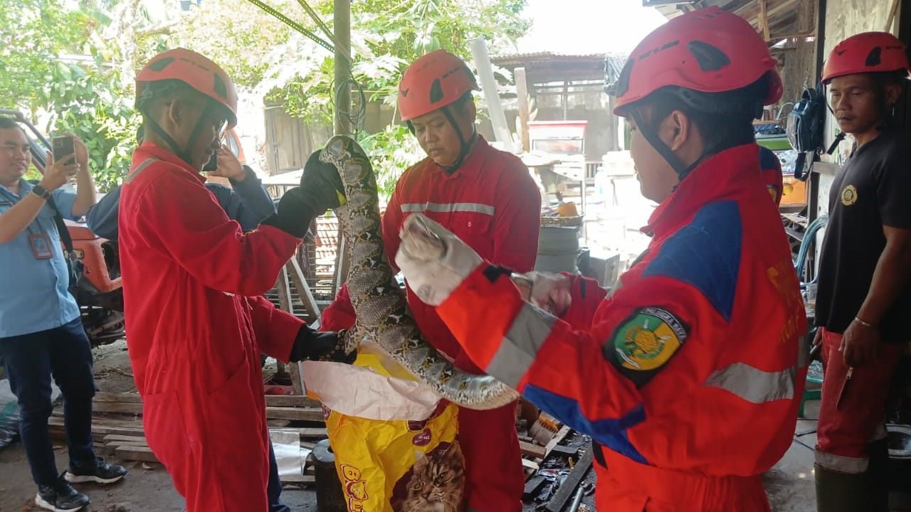 Seekor ular piton cukup besar saat dimasukan ke karung olah tim rescue Damkar Palangka Raya, setelah sempat memangsa seekor ayam di kawasan di Jalan Walter Mongisidi, Rabu (13/8).