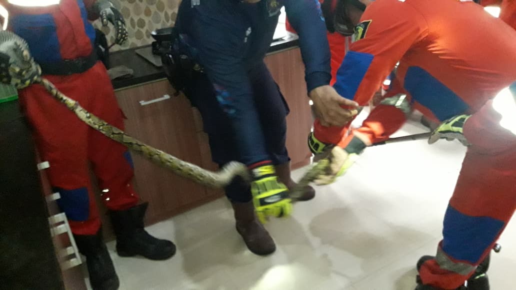 Tim Rescue Dinas Pemadam Kebakaran (Damkar) Kota Palangka Raya saat mengevakuasi ular dari dapur rumah warga, Minggu (17/8/2025) Damkar/Radar Sampit