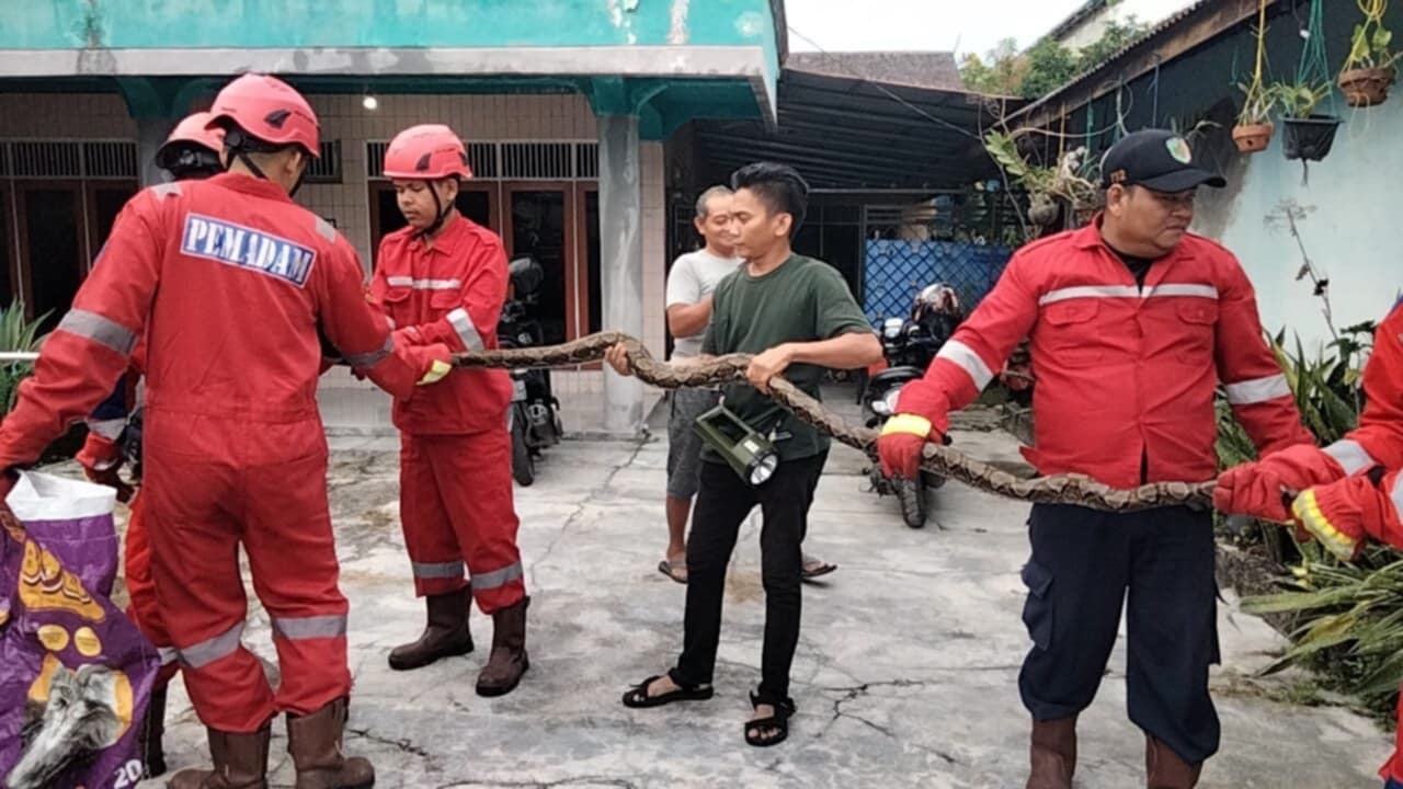 Seekor ular piton sepanjang 3 meter 59 sentimeter berhasil dievakuasi oleh Tim Rescue Damkar Palangka Raya, (24/8)