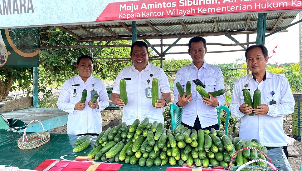 Pihak Kalapas  Kelas III Sukamara saat panen timun. Selain itu pihaknya juga melibatkan warga binaan menanam kangkung dan memelihara ayam boiler.