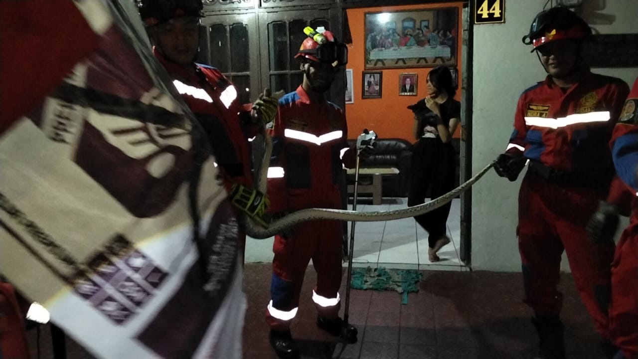 Seekor ular piton sepanjang 2,5 meter lebar 2 inci saat berhasil dievakuasi dari rangka atap dapur rumah warga di Jalan Yos Sudarso III Palangka Raya, baru-baru tadi.