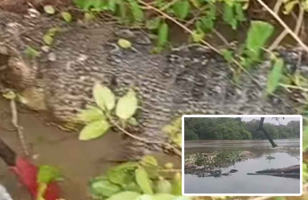 Bangkai buaya di Desa Palangan, Kecamatan Kota Besi, tampak juga dalam foto kecil bangkai buaya hanyut di Desa Rasau tumbuh, Kecamatan Kota Besi.