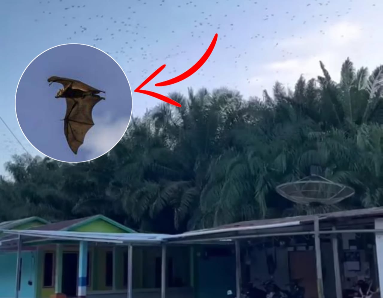 Ribuan kalong bermigrasi melintas di udara Kecamatan Mentaya Hilir Utara, Kabupaten Kotawaringin Timur, pemandangan ini cukup langka, sudah bertahun-tahun tak terjadi.  &nbsp;