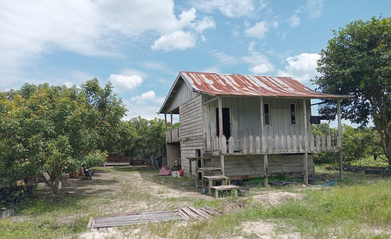 Lokasi kebun buah warga yang disatroni orangutan bear di Dusun Rongkang, Desa Natai Baru, Kecamatan Mentaya Hilir Utara, Kabupaten Kotawaringin Timur. (BKSDA Resort Sampit untuk Radar Sampit)