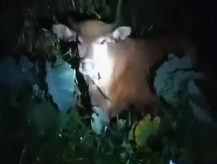 Potongan video sapi yang menyerbu kebun warga Desa Bapeang (Istimewa)