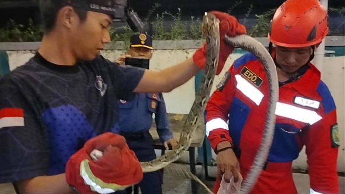TANGKAP ULAR : Tim Rescue Damkar Kota Palangka Raya menangkap ular piton di Kafe Kudasai, Jalan Sisingamangaraja, Kamis (4/9/2025) malam. FOTO: DAMKAR/RADAR SAMPIT