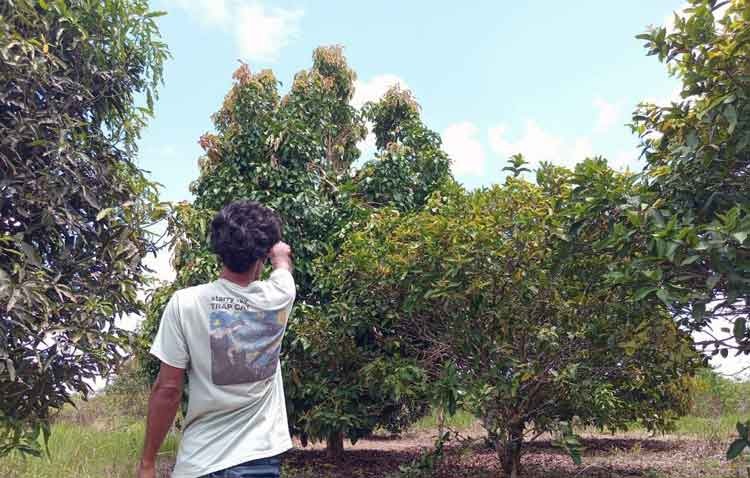 Warga menunjukkan puncak pohon buah jambu bol, lokasi orangutan bersarang, di Dusun Rongkang, Desa Natai Baru, Kecamatan Mentaya Hilir Utara. (BKSDA untuk Radar Sampit)