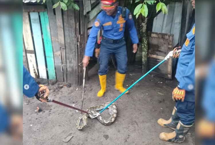 Petugas Disdamkarmat Kotim mengamankan ular yang masuk kandang ayam milik warga Jalan Jeruk II Sampit, Minggu (7/9/2025).