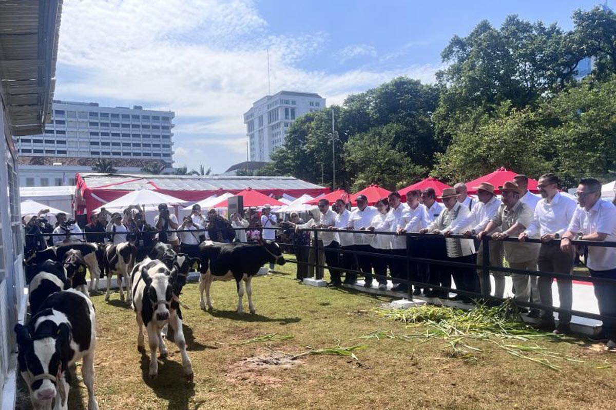 PROGRAM: Peluncuran program Sapi Merah Putih di Lapangan Banteng, Jakarta, Jumat (29/8/2025) lalu.