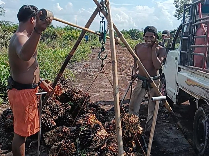 Hasil kebun kelapa sawit masyarakat di area perkebunan jalan Pangkalan Bun menuju Kotawaringin Lama, Kecamatan Arut Selatan, Kabupaten Kotawaringin Barat.